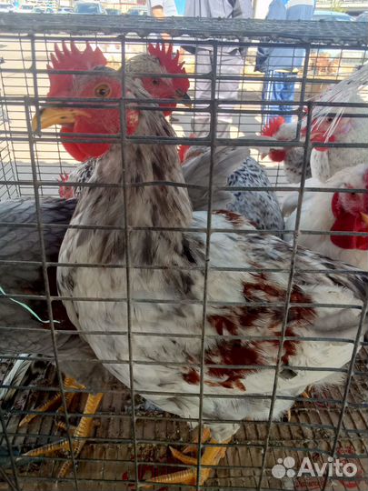 Петухи домашние