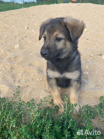 Щенок Горошинка из приюта, в добрые руки