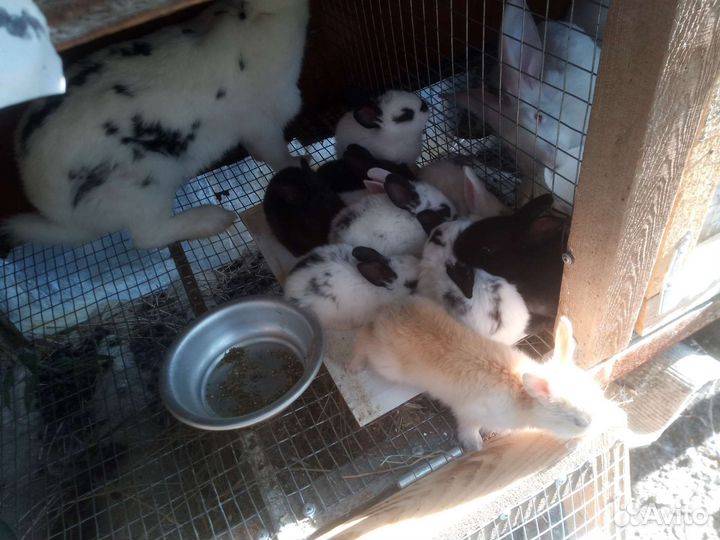 Крольчатах с крольчатами