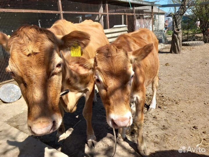 Корова и телочка Джерси-Айширская