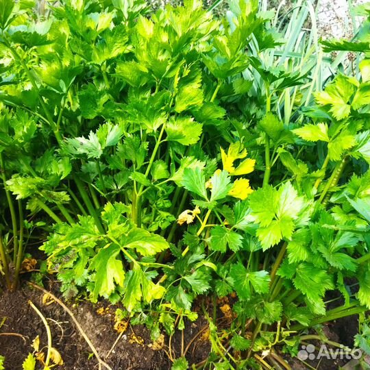 Тыква, сельдерей