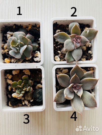 Суккуленты