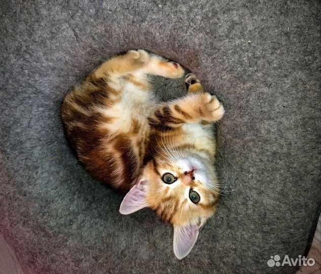 Британская кошечка