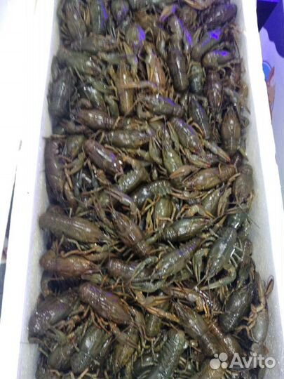 Живые раки
