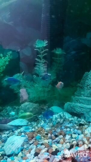 Аквариум