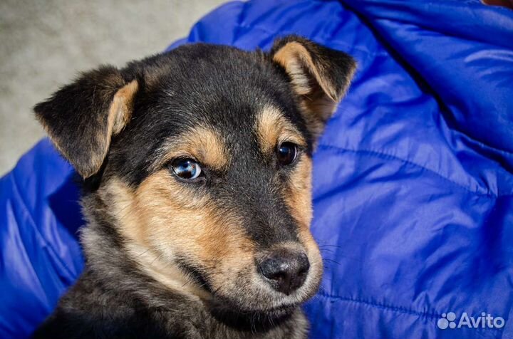 Щенок Псекупс (девочка), 3 месяца