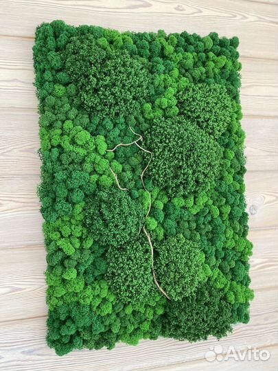 Панели из стабилизированного мха