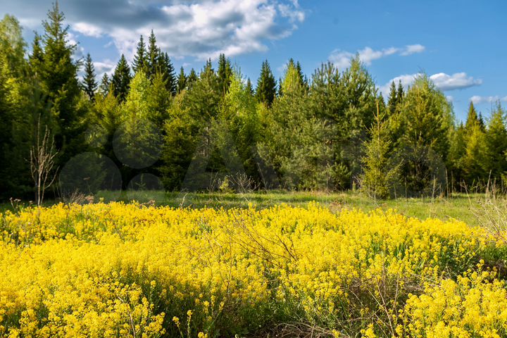 Участок 11,3 сот. (ИЖС)