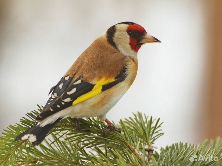 Щегол привезли из Новосибирская