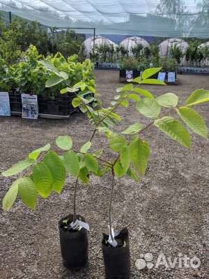 Саженцы грецкого ореха, черного ореха