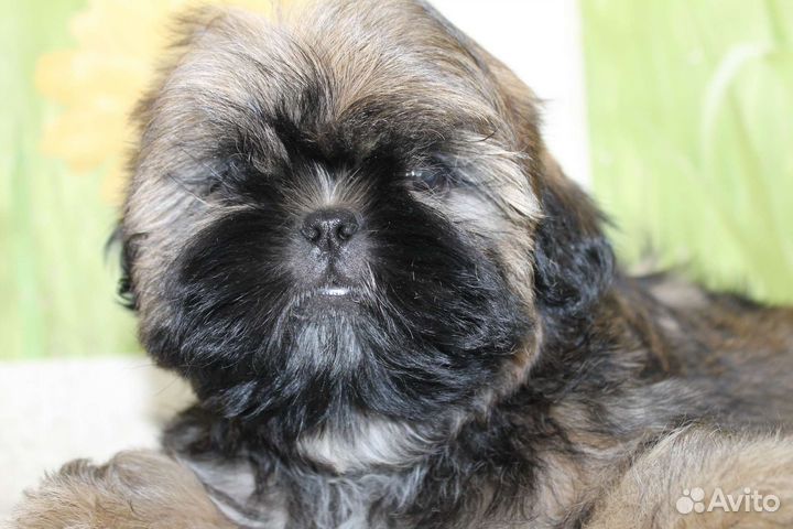 Мальчик ши тцу