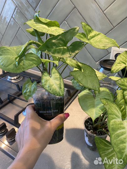 Сингониумы сортовые