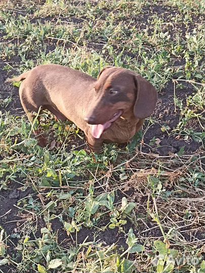 Такса вязка