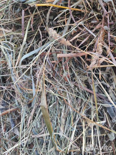 Сено в рулонах