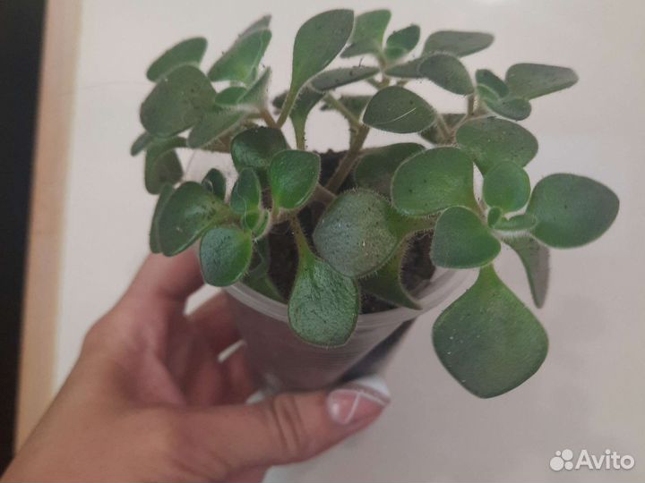 Аихризон дерево любви (отростки укорененные)