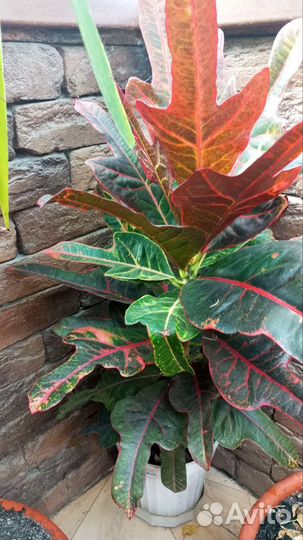 Кротон, высота 1метр