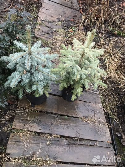 Ель голубая