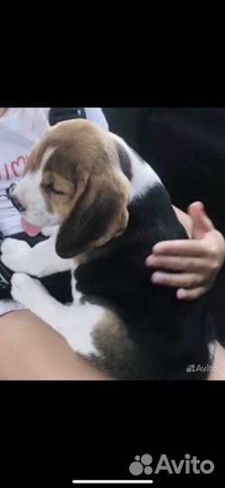 Щенки бигль