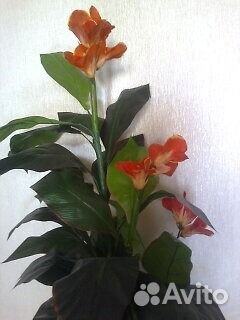 Цветы для интерьера