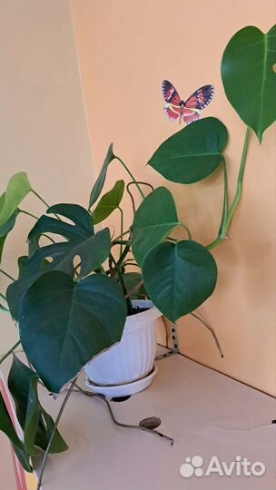 Монстера обычная