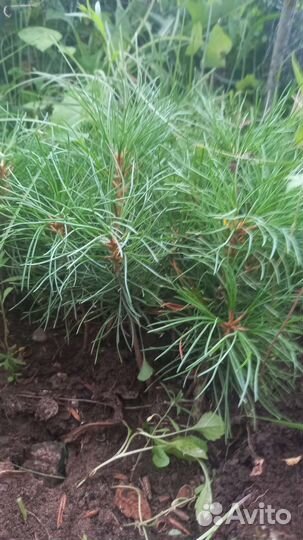 Сосна сибирская кедровая
