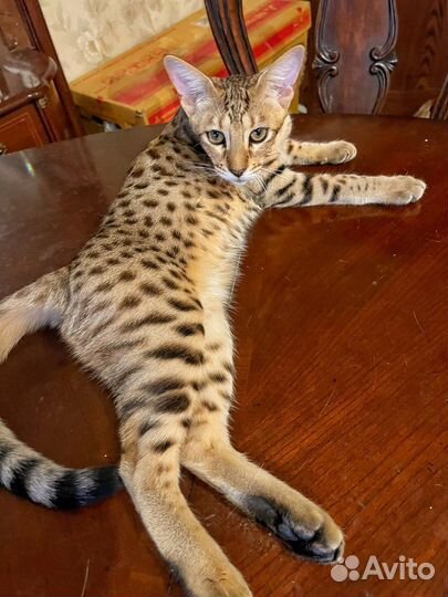 Саванна Ф3, девочка