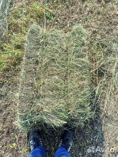 Сено в тюках