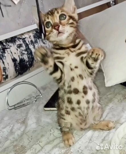 Бенгальские котята