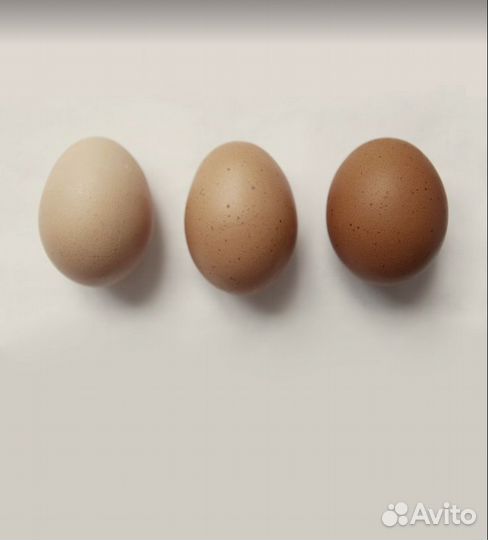 Домашние куриные яйцо