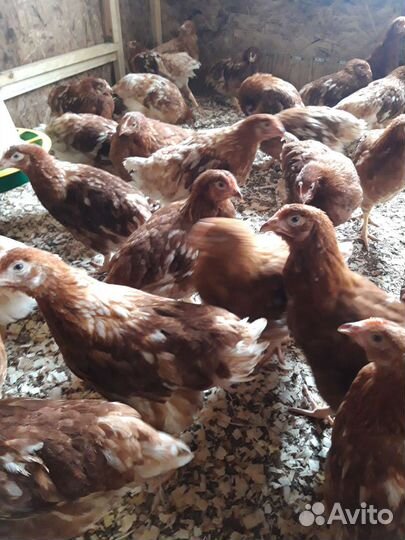 Куры несушки молодки