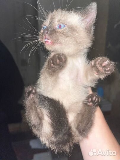 Котенок ищет дом