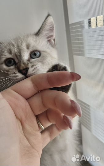 Белый котенок девочка