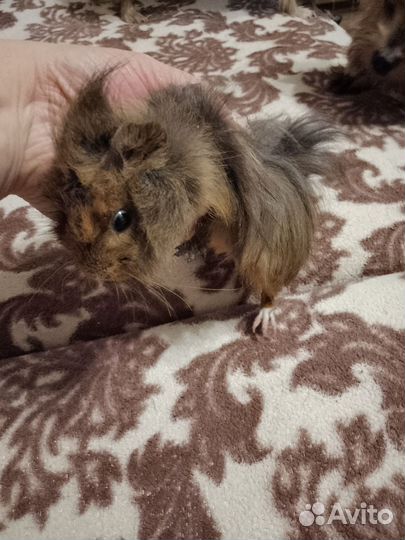 Морская свинка