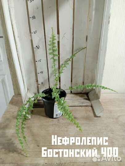 Комнатные цветы растение папоротник Нефролепис Бо