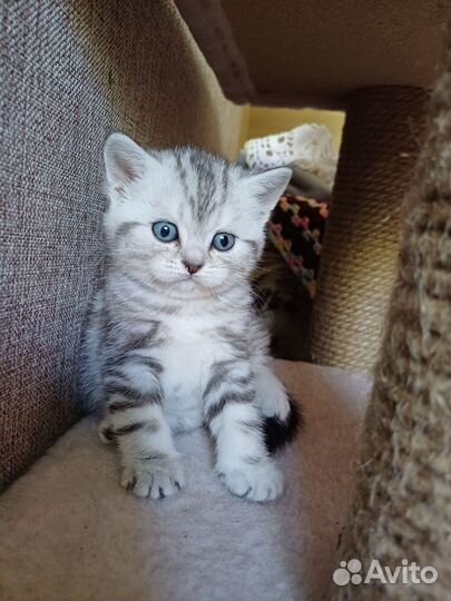 Британские котята