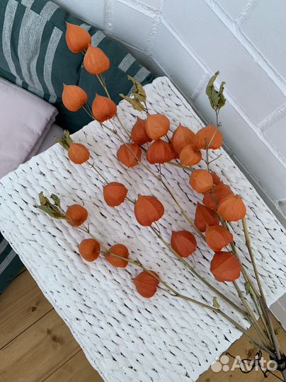 Физалис сухой