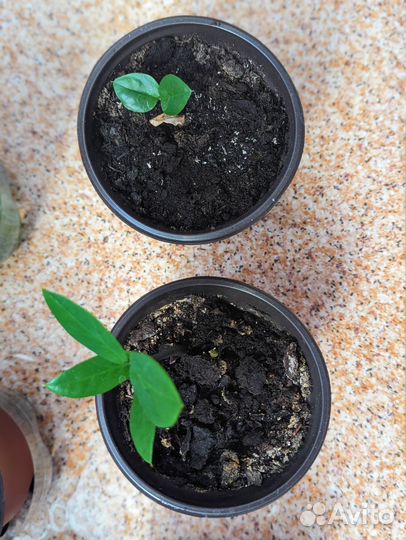 Замиокулькас