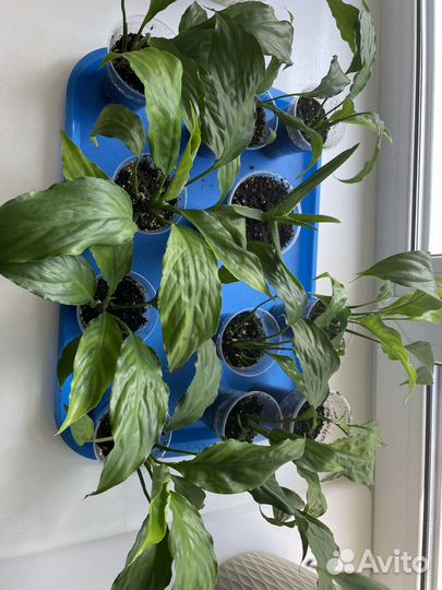 Спатифиллум