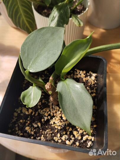 Филодендрон