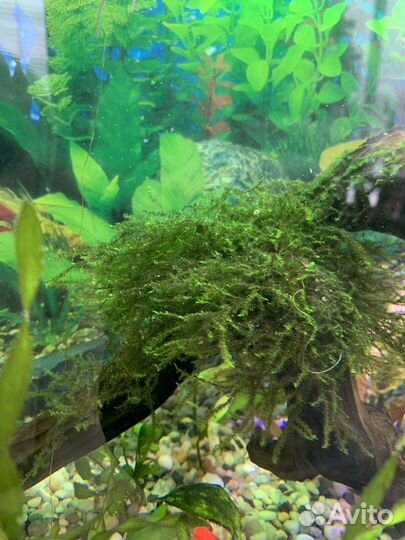 Лимонник, мох в аквариум