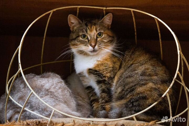 Сладкая булочка Маруся ищет семью