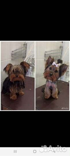 Стрижка собак и кошек