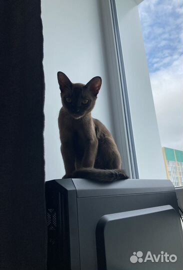 Бурманские котята
