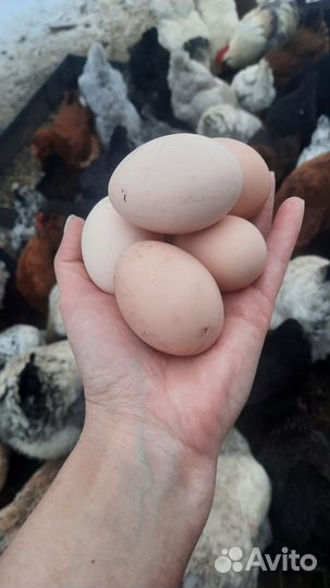 Домашние куриные яйца