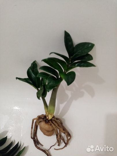 Замиокулькасы Минт и Зензи, кротон Mammi Head