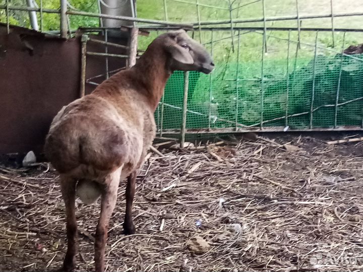 Баран, ярки курдючные