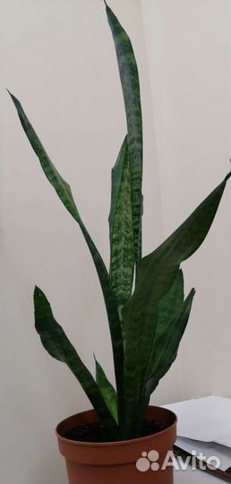 Сансевиерия