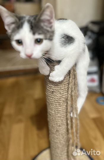 Котёнок (мальчик) в добрые ручки