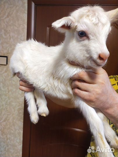 Отдам козлят