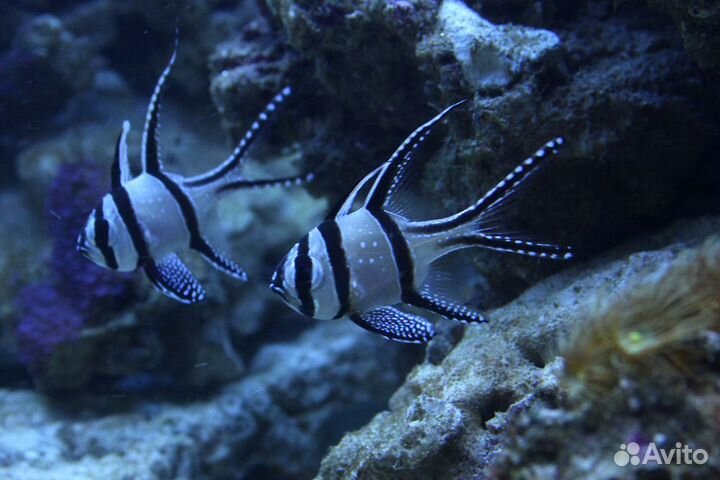 Морской аквариум - изготовление, запуск, офомление